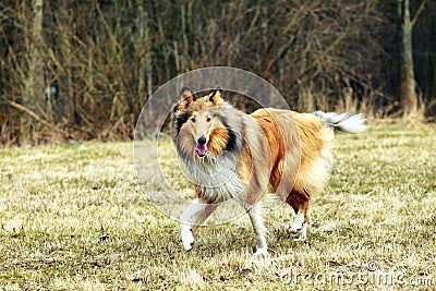 Rough Collie Stock Photo