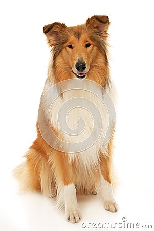 Rough Collie dog Stock Photo