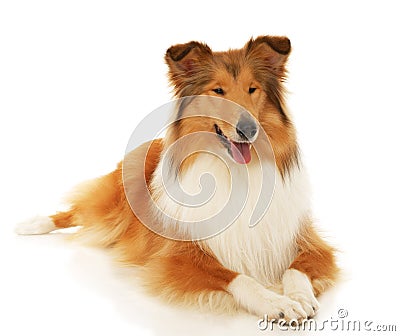 Rough Collie dog Stock Photo