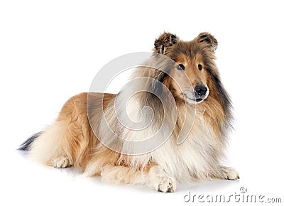 Rough collie Stock Photo