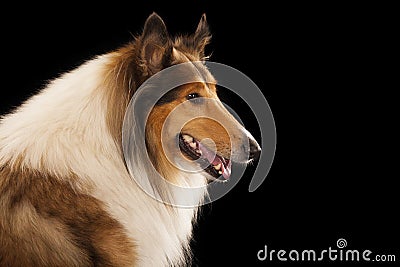 Rough Collie Stock Photo