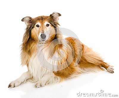 Rough collie - Scottish shepherd (lassie). sable color. Stock Photo