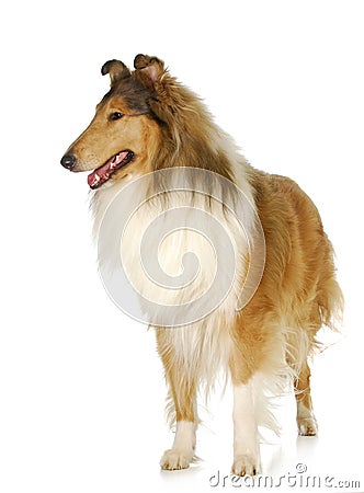 Rough collie standing Stock Photo