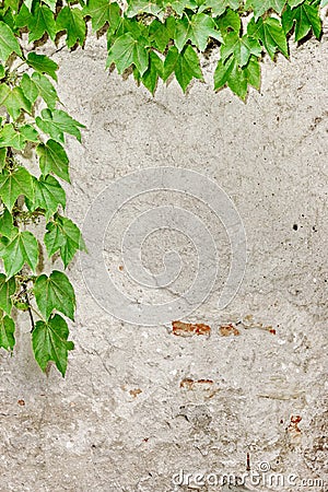 Rough Concrete Wall With Hanging Grape Vine Vertical Background Stock Photo