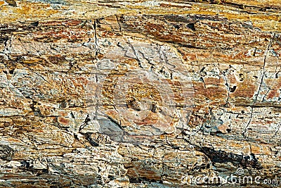 The rough cracked surface of a piece of petrified wood Stock Photo