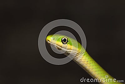 Rough Green Snake Head Stock Photo