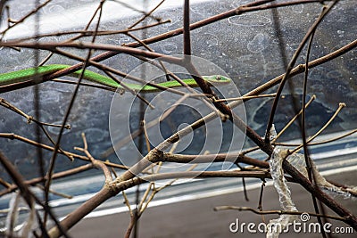 Rough green snake Opheodrys aestivus and tree bramches Stock Photo