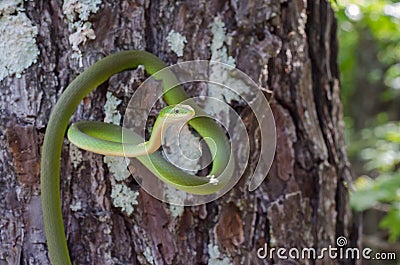 Rough Green Snake Stock Photo