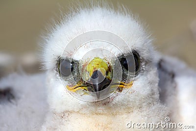 Rough-legged Buzzard chick. Novaya Zemlya Archipelago. Arctic Stock Photo