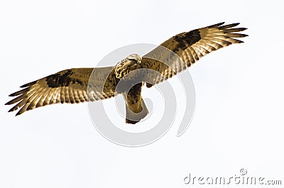 Rough-Legged Hawk on White Background Stock Photo