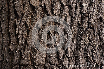 Rough natural texture. Dark brown tree bark Stock Photo