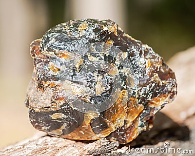 Rough piece of included Blue Amber from Indonesia on wood branch in the forest Stock Photo