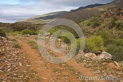 Rough road in the Nama Karoo shrubland Stock Photo