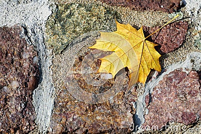 Rough stone wall with yellow maple leaf Stock Photo