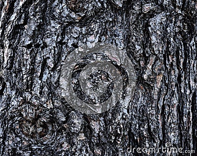 Rough textured bark of white pine tree Pinus strobus Stock Photo