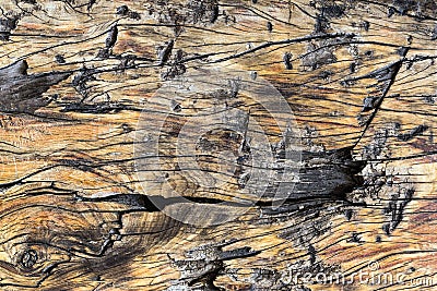 Rough textured detailed wood background Stock Photo