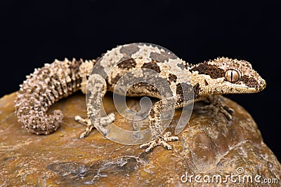 Rough Thick-toed Gecko Pachydactylus rugosus Stock Photo