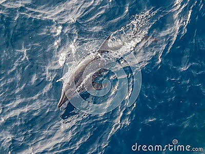 Rough toothed dolphin, Steno bredanensis in blue seas Stock Photo