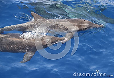 Rough toothed dolphin Steno bredanensis. Picture taken during a whale watching trip Stock Photo