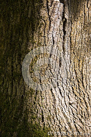 Rough tree bark horizontal format Stock Photo