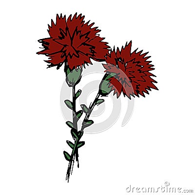 Rough vector sketch of two stems of blooming carnation Vector Illustration