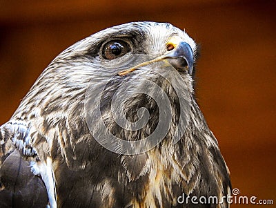 Roughleg or rough-legged buzzard, or ough-legged hawk. Stock Photo