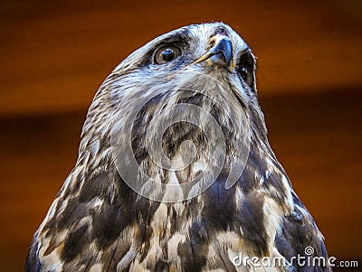 Roughleg or rough-legged buzzard, or ough-legged hawk. Stock Photo