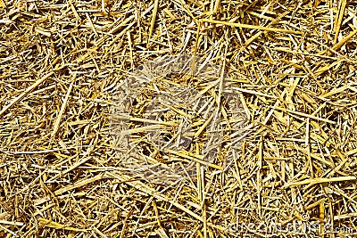 Roughly chopped wheat straw Stock Photo