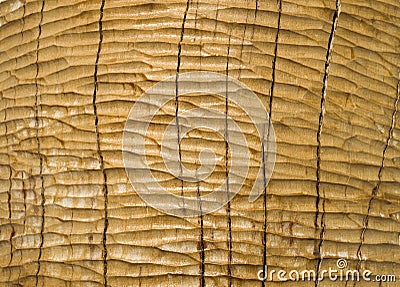 Roughly treated with chisel oak plank closeup Stock Photo