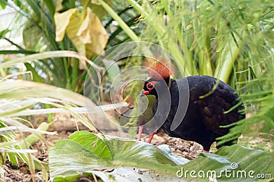 Rouloul Partridge in undergrowth Stock Photo