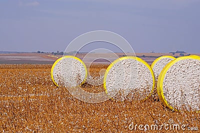 Round bales of freshly harvested cotton wrapped in yellow plastic, in the field in Campo Verde, Mato Grosso, Brazil Stock Photo