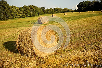 Round bales of hay in a field Stock Photo