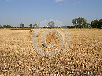 Round bales of hay Stock Photo