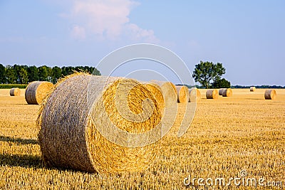 Round bales of straw scattered about in a field of wheat at sunset Stock Photo