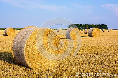 Round bales of straw scattered about in a field of wheat at sunset Stock Photo