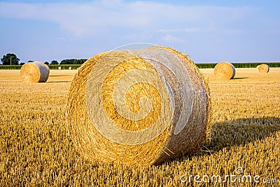 Round bales of straw scattered about in a field of wheat at sunset Stock Photo