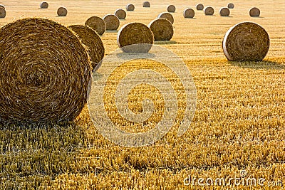 Round bales of straw scattered about in a field of wheat at sunset Stock Photo