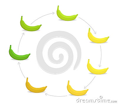 Round banana ripeness stages chart. Circular colour gradation set plant. Ripening plantains. From green to yellow and brown. Cartoon Illustration