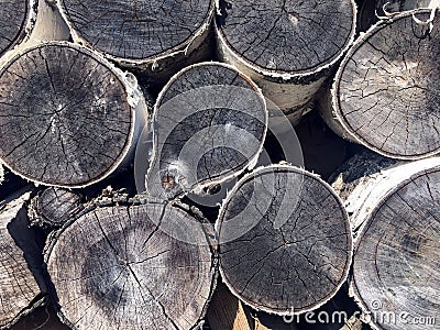 Round birch wood with a cut and and cracks inside the wood Stock Photo