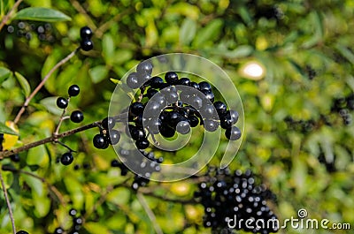 Round, black berries glistening in an autumn hedgerow Stock Photo