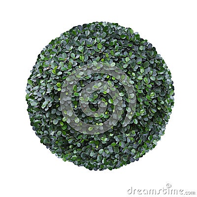 Round circle shape clipped topiary tree isolated on white background for formal Japanese and English style artistic garden design Stock Photo