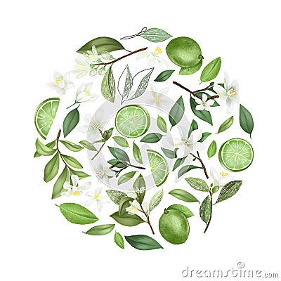 Round composition of hand drawn lime flowers, limes, leaves and lime tree branches Stock Photo