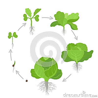 Round crop stages of headed cabbage. Growing cabbage plants. Circular organic life cycle. Harvest growth biology Vector Illustration