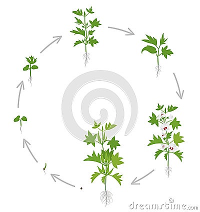 Round crop stages of Okra. Circular growing okro plant. Harvest growth vegetable. Abelmoschus esculentus. Vector flat Illustration Stock Photo