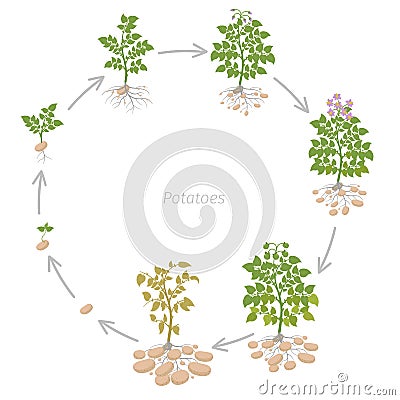 Round crop stages of potatoes plant. Growing spud plants. The life cycle. Harvest potato growth animation progression. Solanum Stock Photo