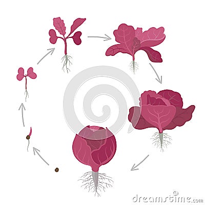 Round crop stages of red cabbage. Purple cabbage, red kraut, or blue kraut. Vector flat Illustration. Organic life cycle Vector Illustration