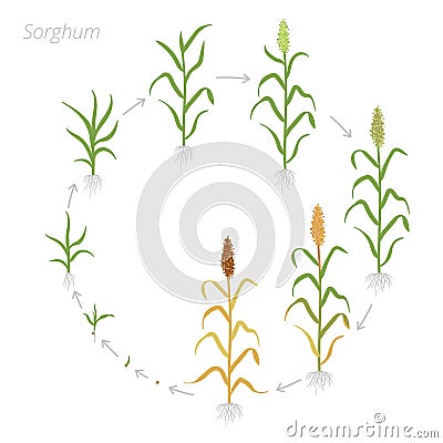 Round crop stages of Sorghum. Circular growing Sorghum planting. Harvest growth grain Sorghum. Life cycle. Vector flat Stock Photo