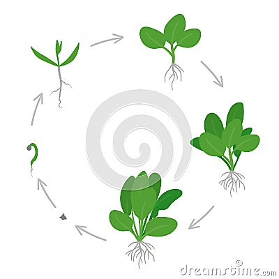 Round crop stages of Spinach. Circular growing Spinach plant. Green leafy vegetable growth. Spinacia oleracea. Vector flat Stock Photo