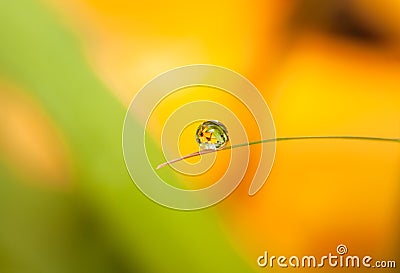 Round Dewdrop (Droplet) with flower reflection on little leaf Stock Photo