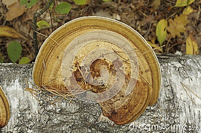 Large Mushroom Growing On Old Trunk Stock Photo